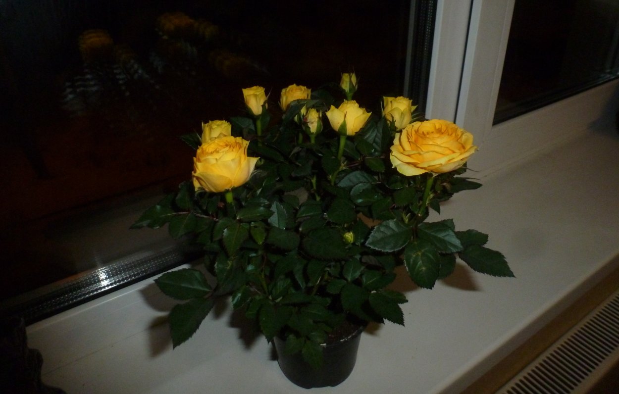Роза Кордана на подоконнике