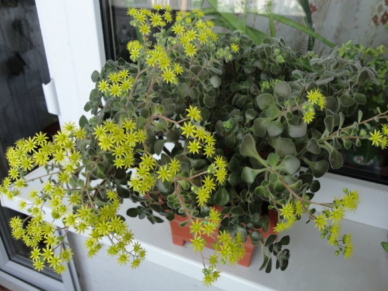 Аихризон Росток