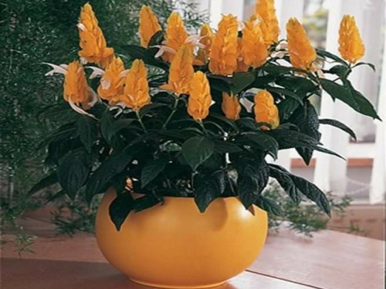 Пахистахис жёлтый