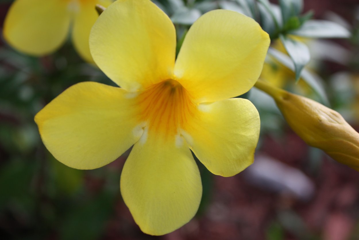 Британский желтый цветок