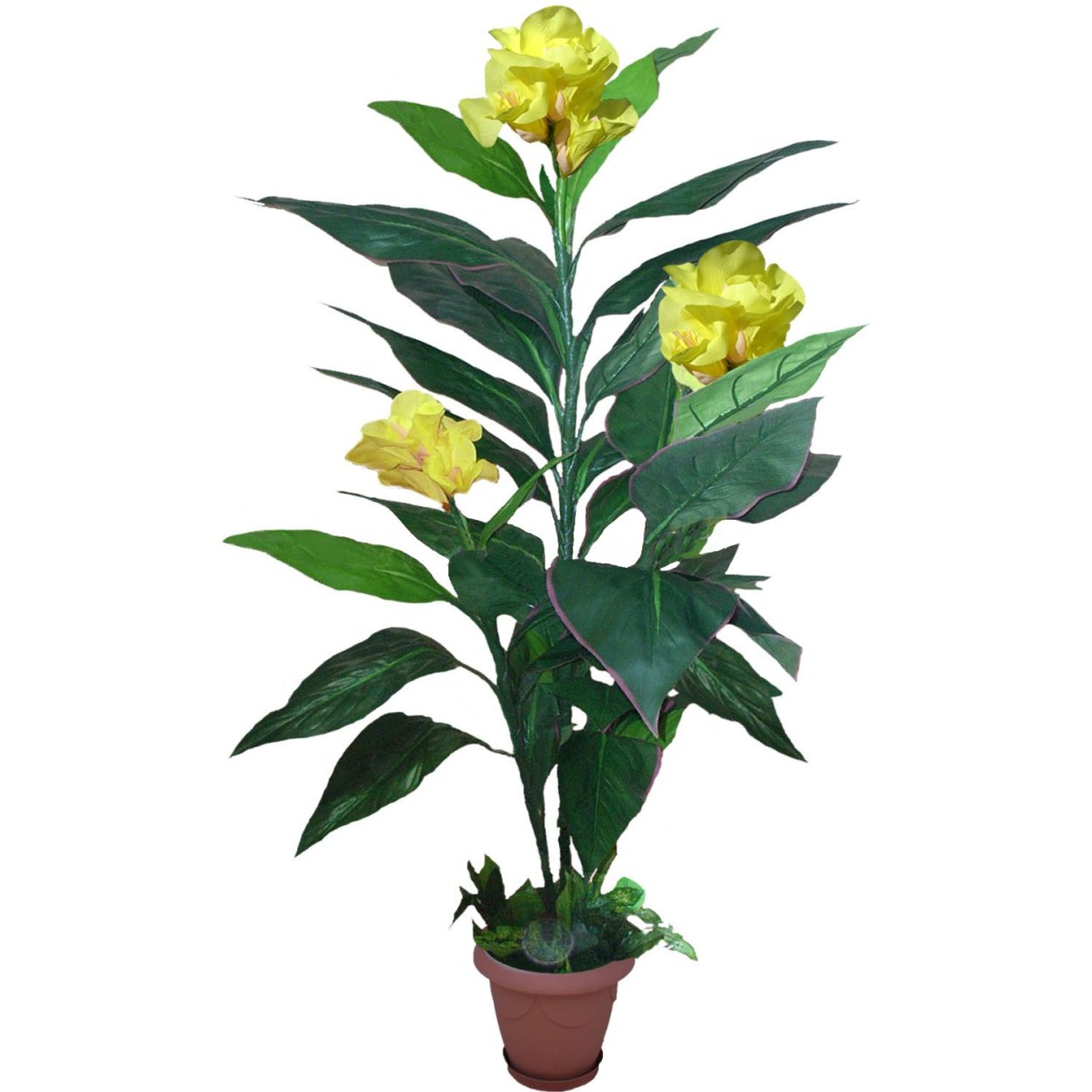 Канна горшечная желтая