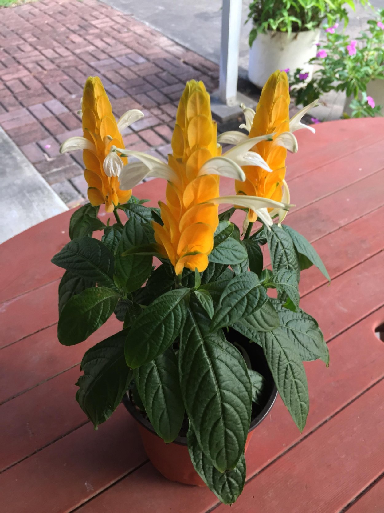 Белопероне гуттата