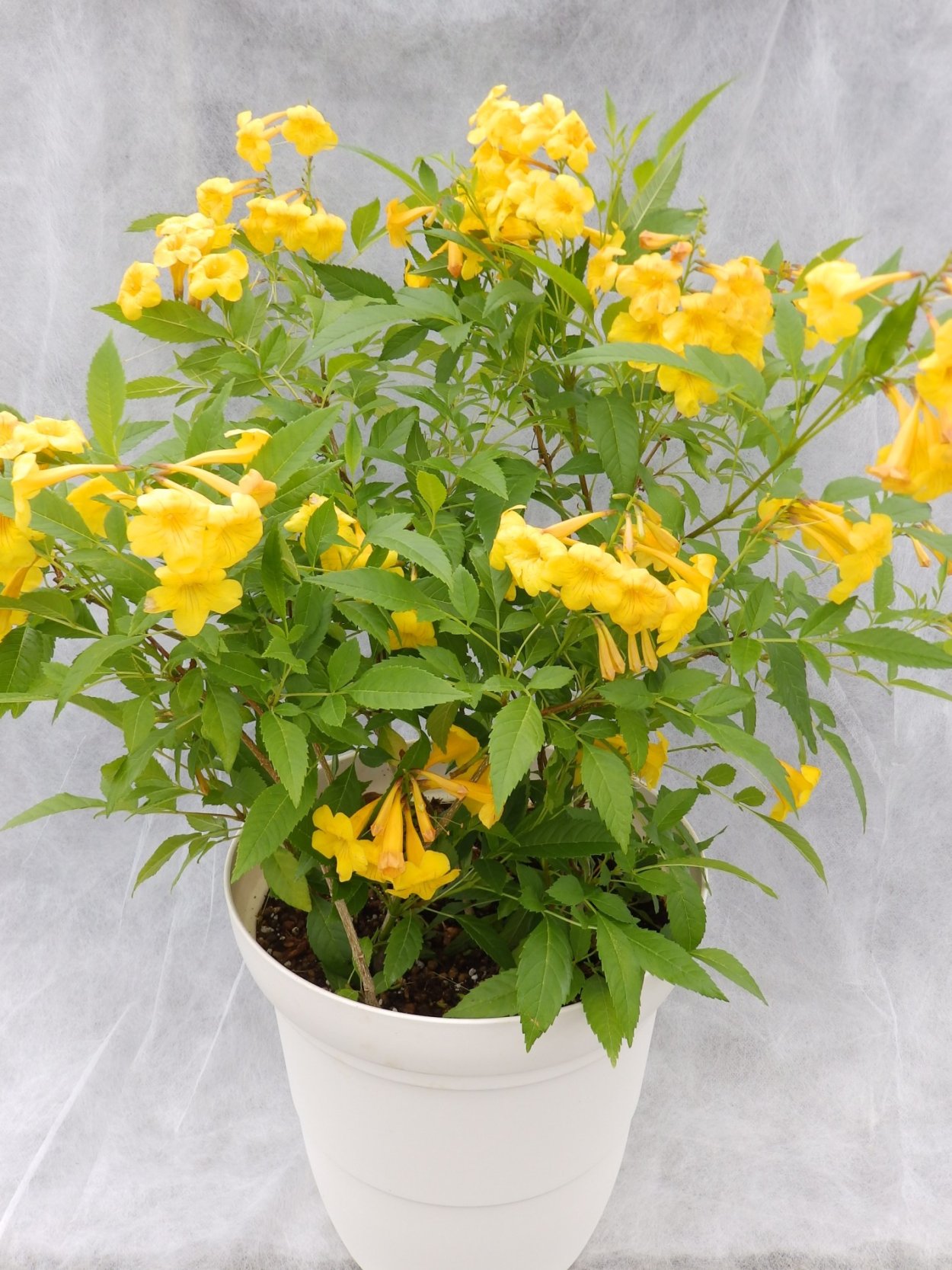 Текома прямостоячая