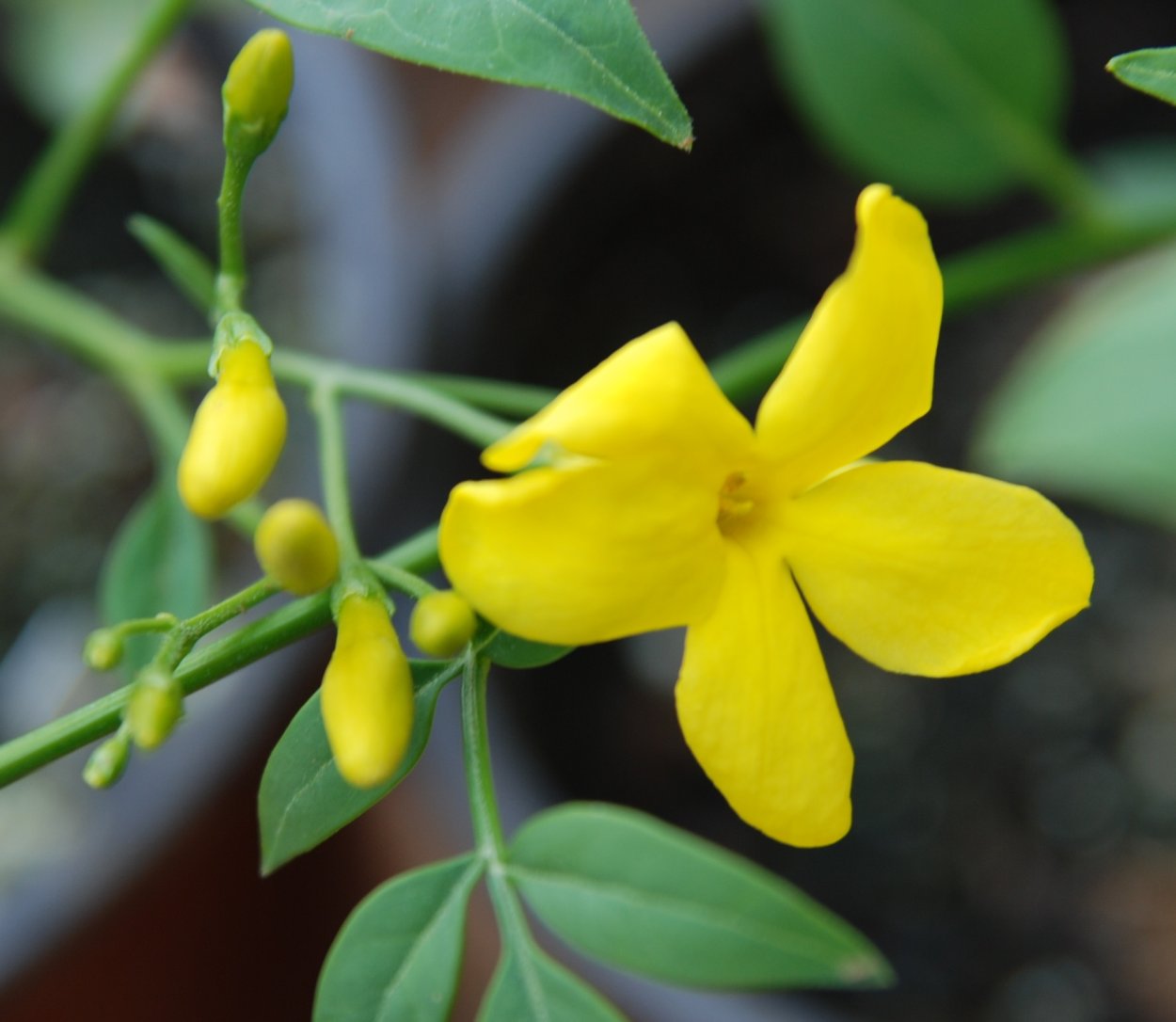 Жасмин Менси