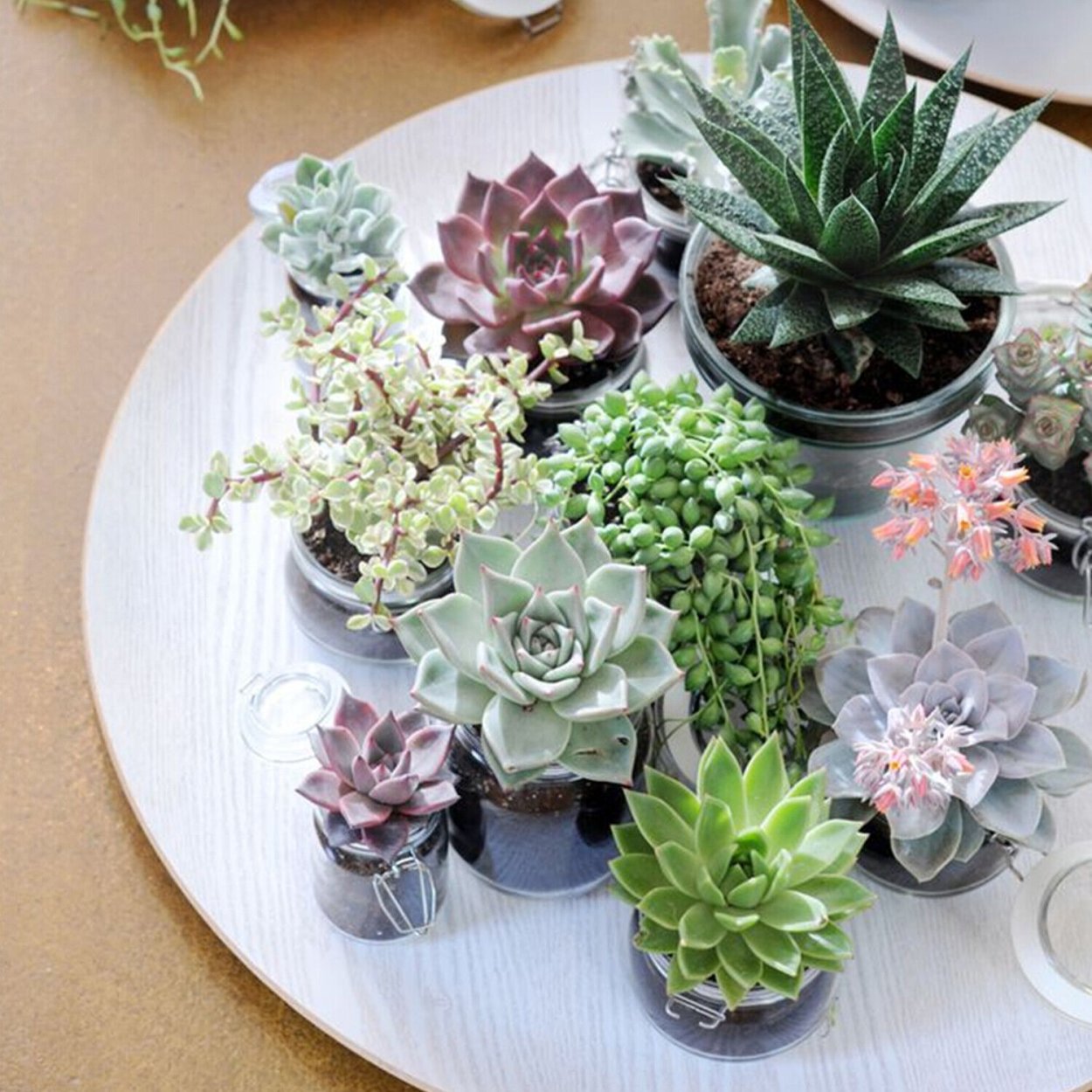 Эхеверия Роули