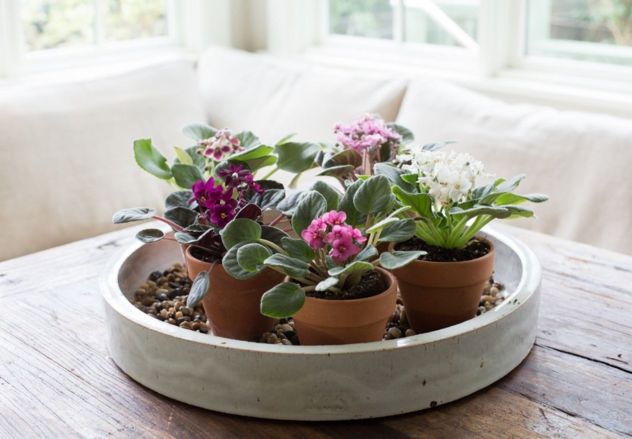 Фиалки узамбарские увлажнение воздуха