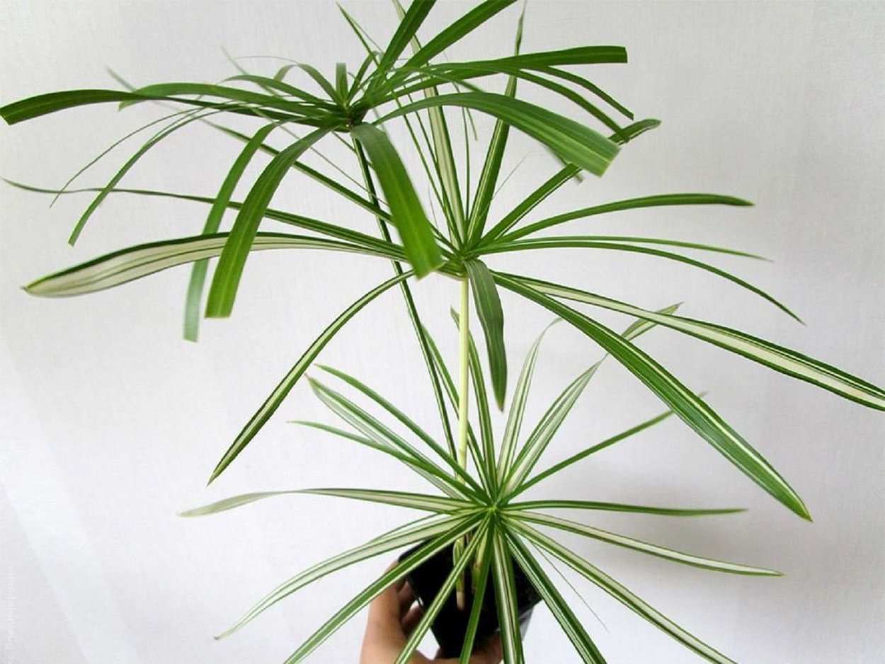 Циперус, Папирус, ситовник