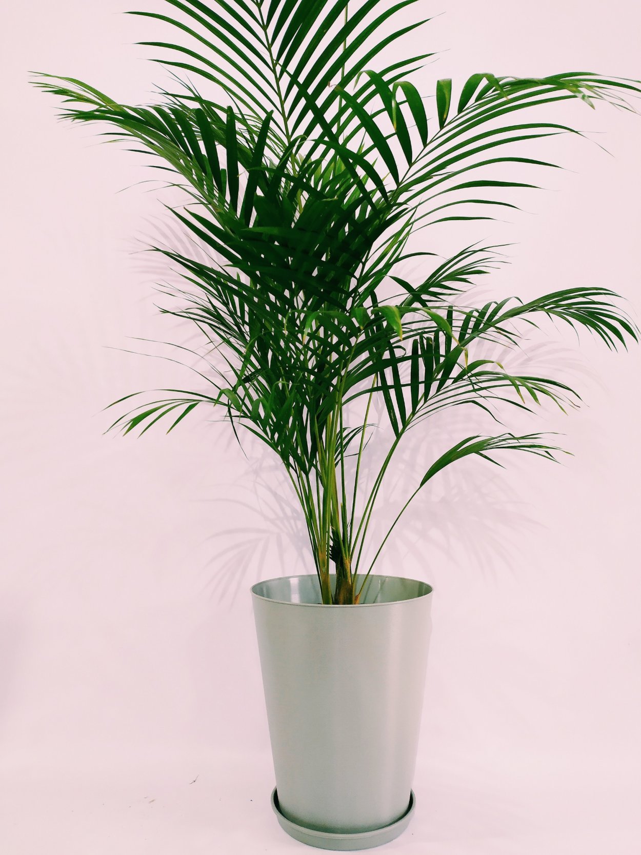 Арека хризадоликарпус