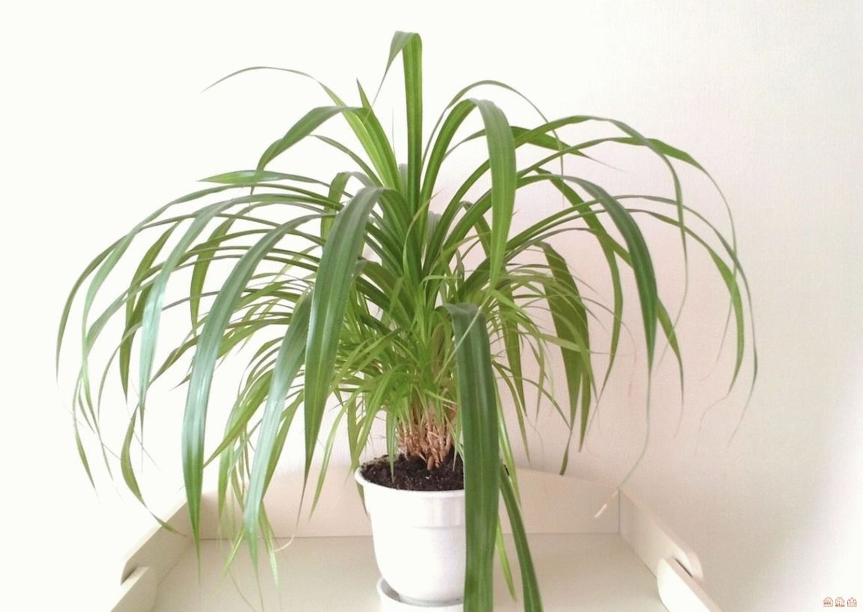 Юкка Драцена панданус