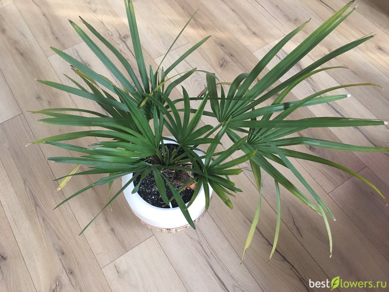Пальма сабаль домашняя