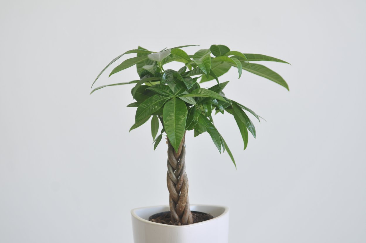 Пахира Акватика баобаб