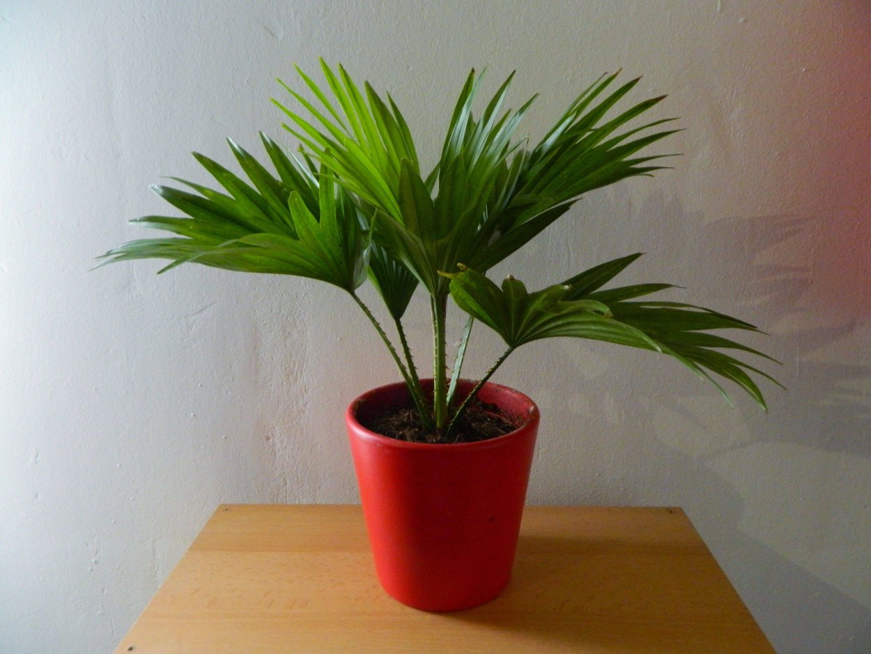 Пальма Ливистона