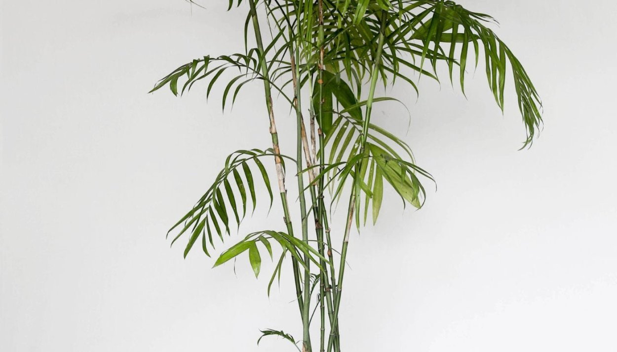 Тростниковые бамбуковые пальмы