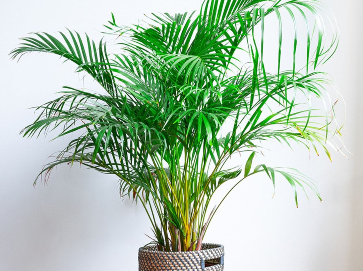 Пальма Арека Парадиз