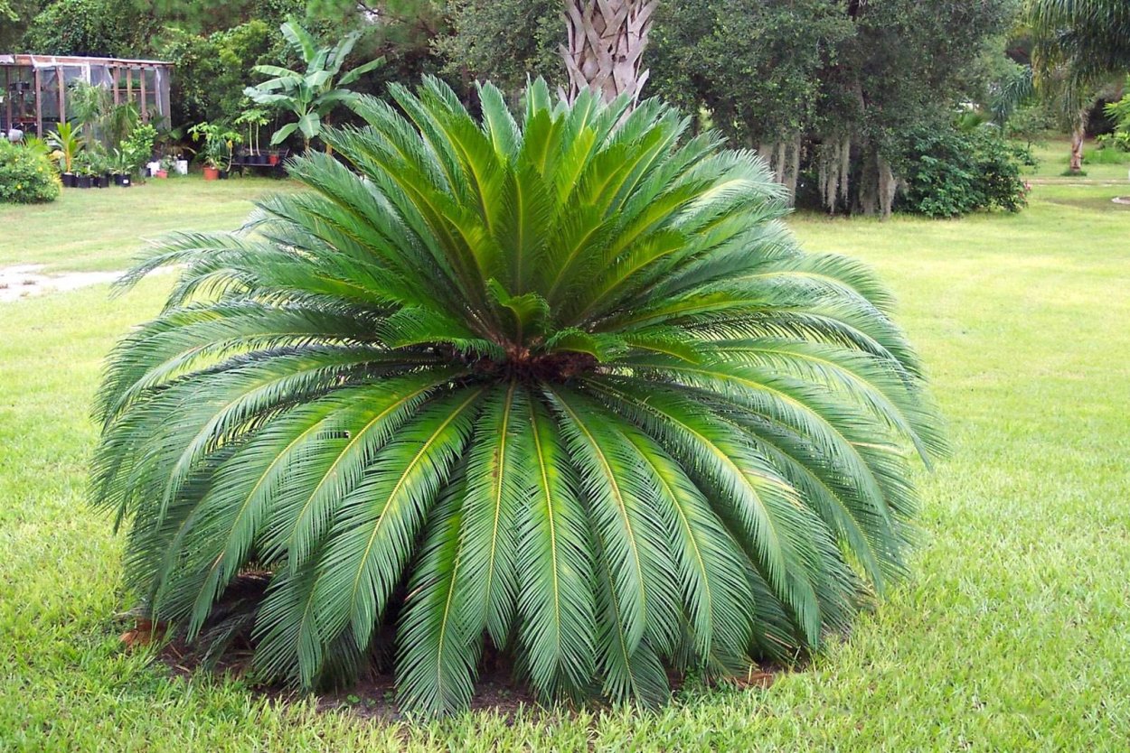 Саговник поникающий Cycas revoluta
