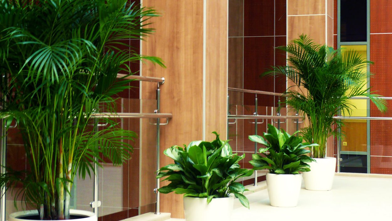 Арека Хризалидокарпус в квартире