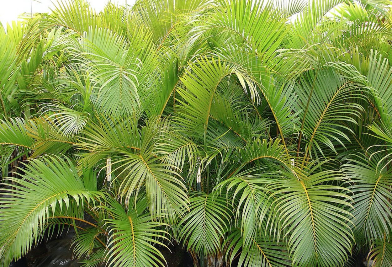 Пальма пятилистная