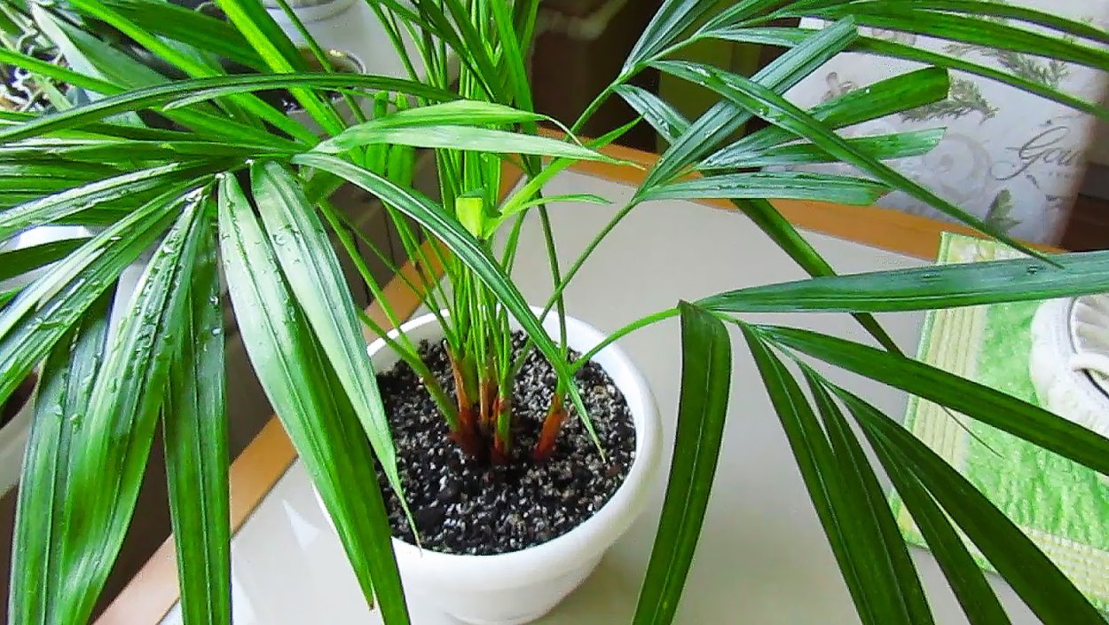 Хамедорея финики