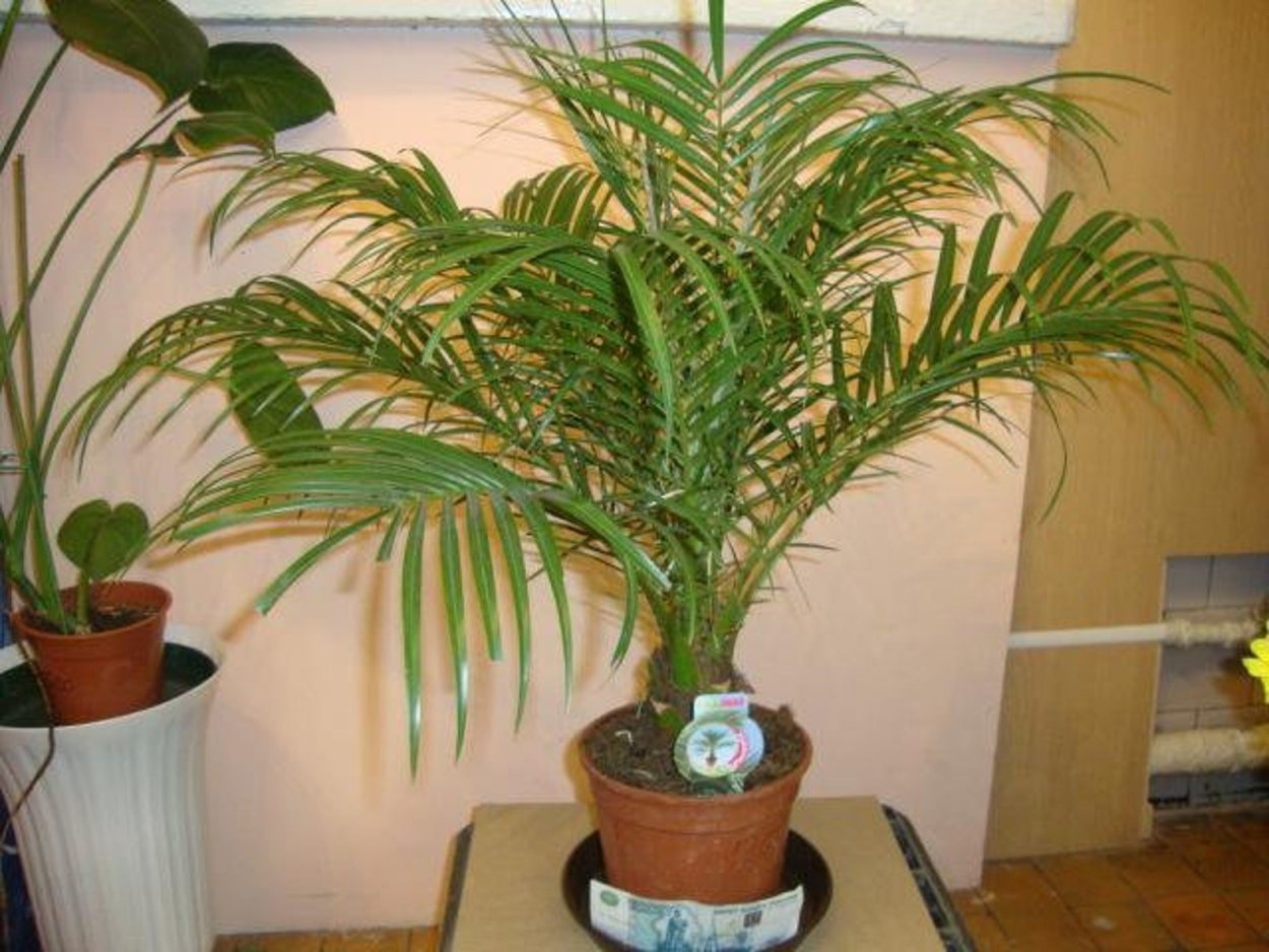 Финиковая Пальма