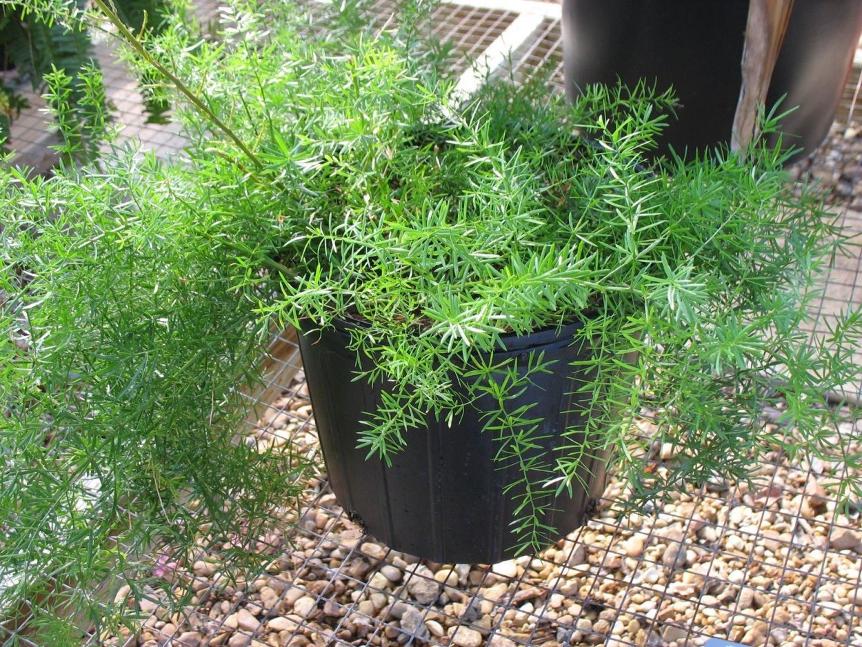 Аспарагус Шпренгера