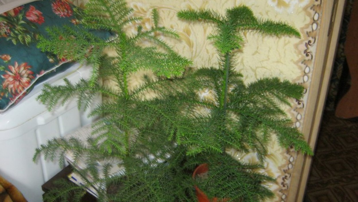Домашние растения в виде елочки