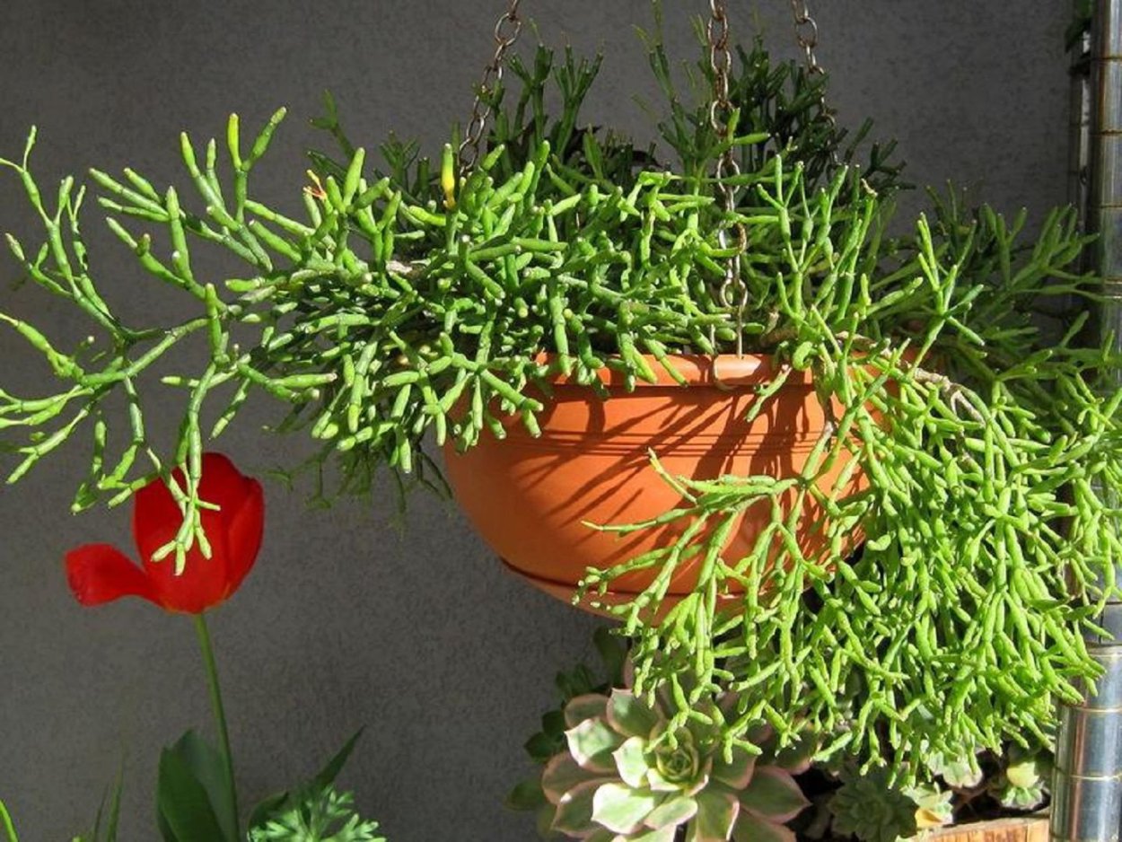 Хатиора палочник