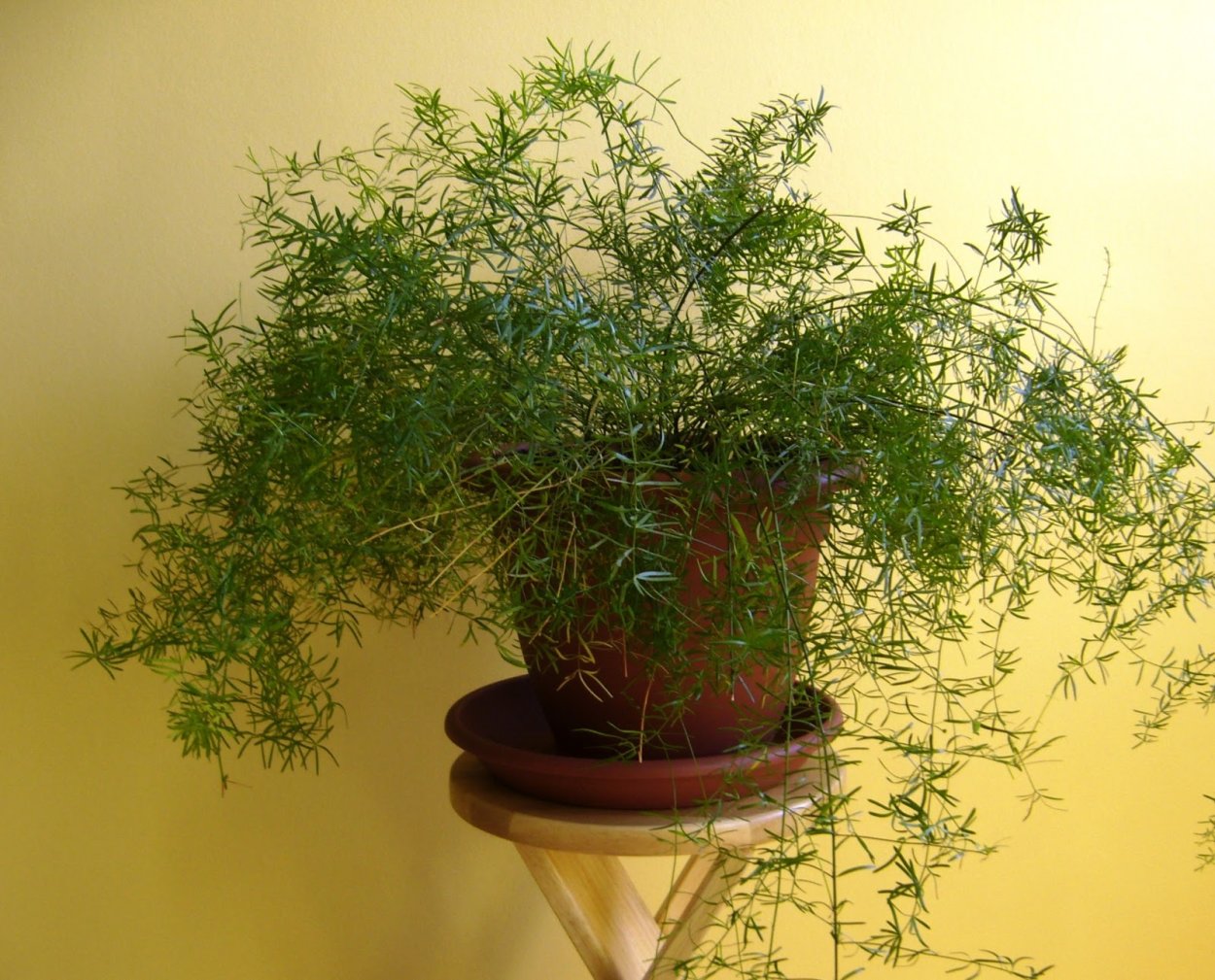 Аспарагус Шпренгера