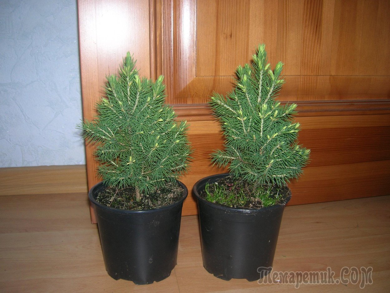 Ель Коника саженец