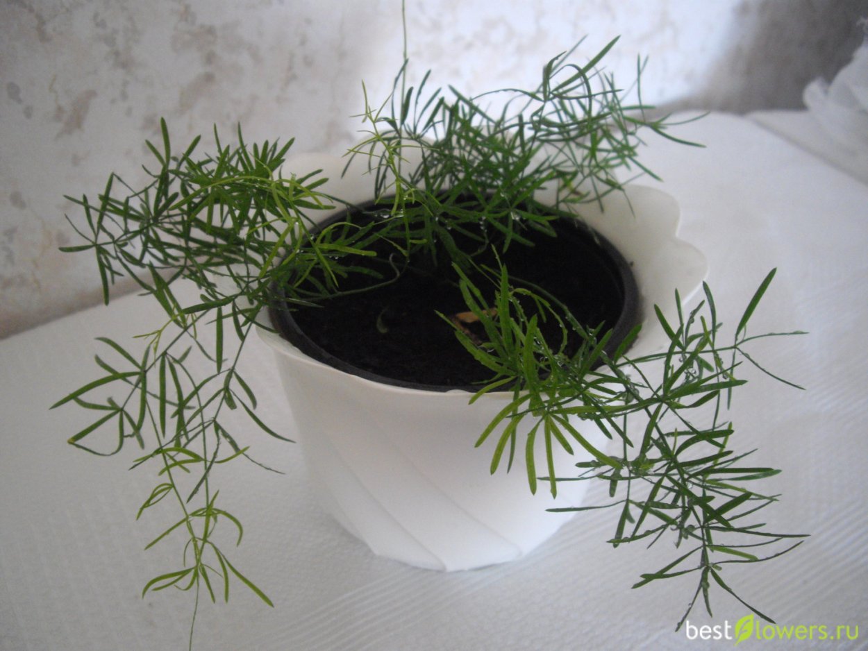 Аспарагус Шпренгера цветет