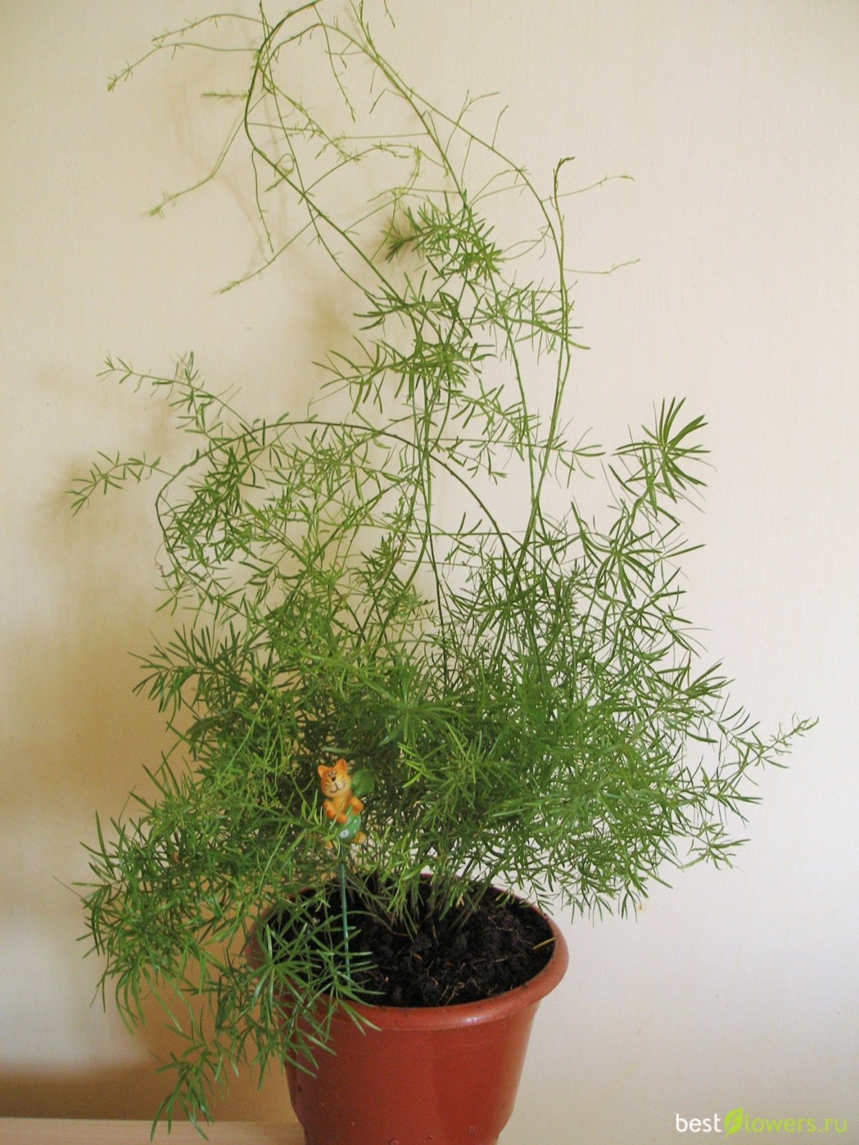 Аспарагус перистый аспарагус Шпренгера