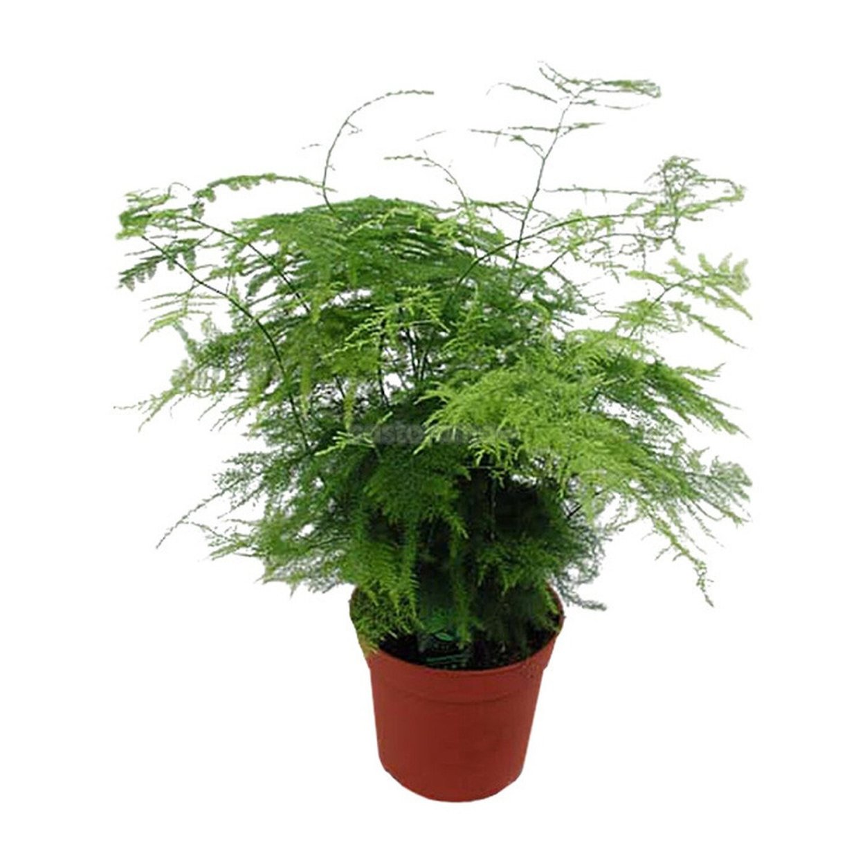 Аспарагус перистый аспарагус Шпренгера