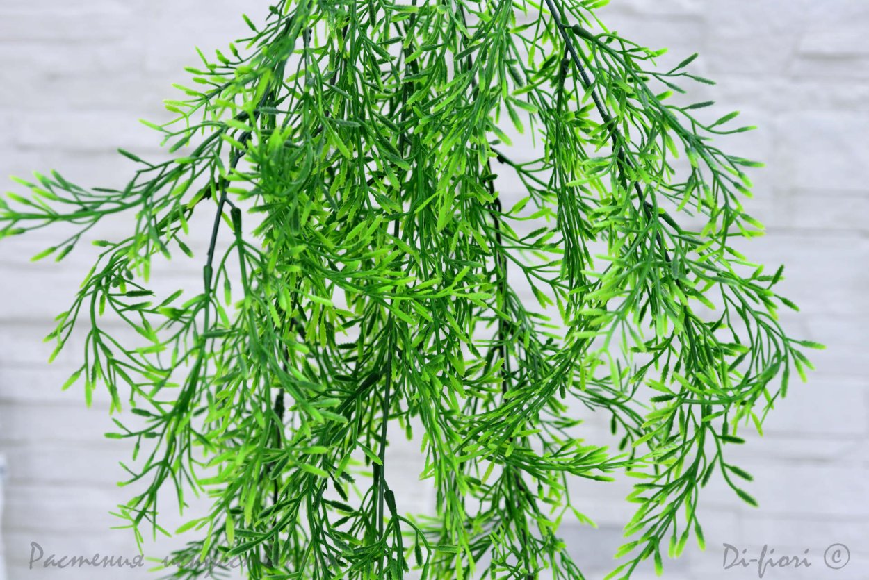 Аспарагус спаржевидный