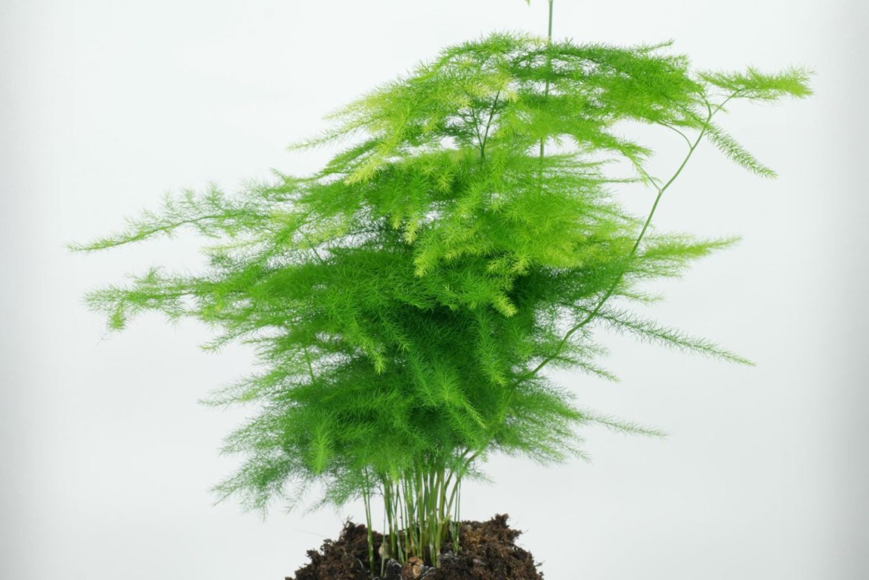 Аспарагус перистый