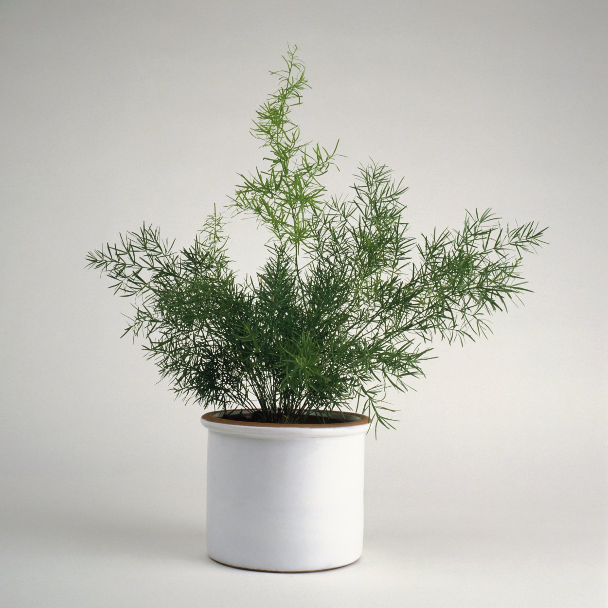 Аспарагус денфифлорус