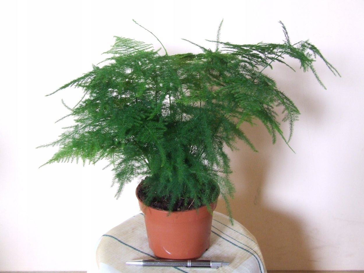 Аспарагус перистый