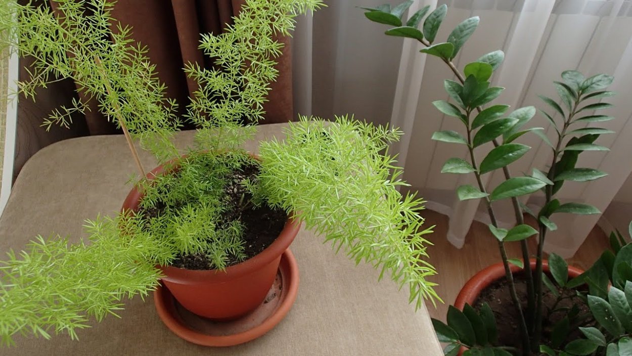 Комнатные растения