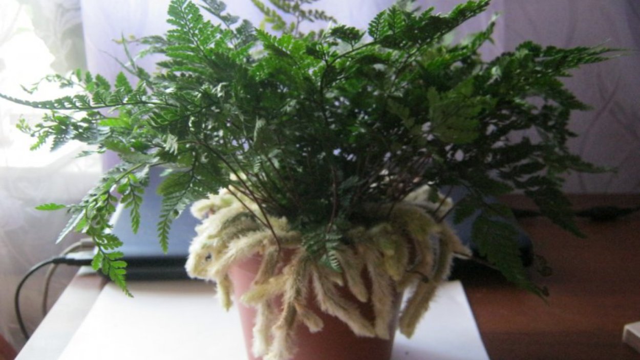 Аспарагус комнатный