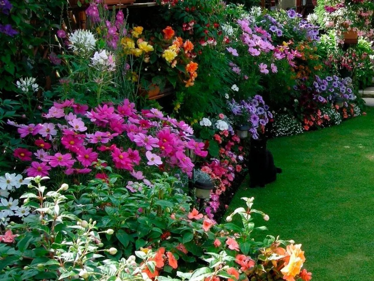 Вечноцветущий миксбордер