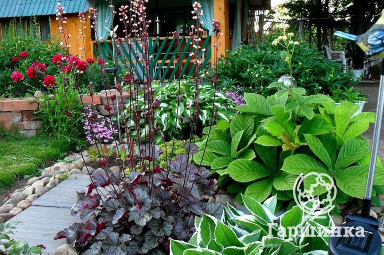 Роджерсия и Хоста