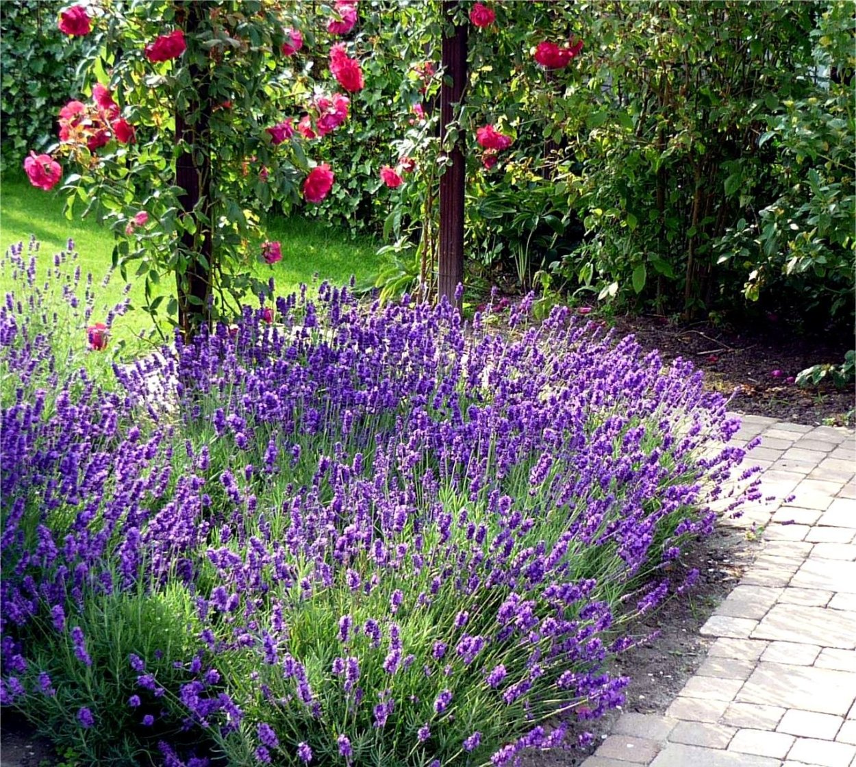 Котовник и Лаванда