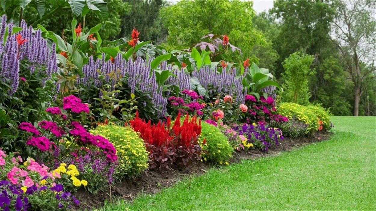 Миксбордер цветник