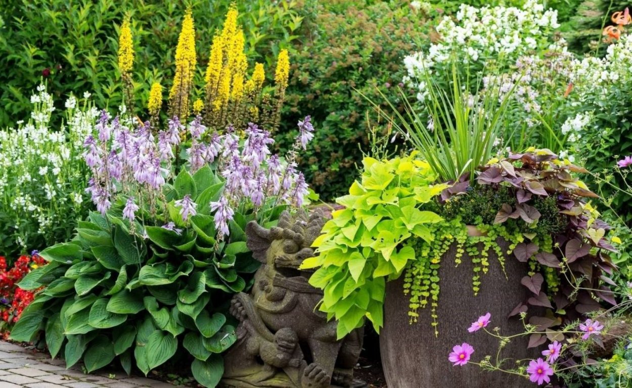 Клумба Мальва дельфиниум Хоста Флоксы рудбекия