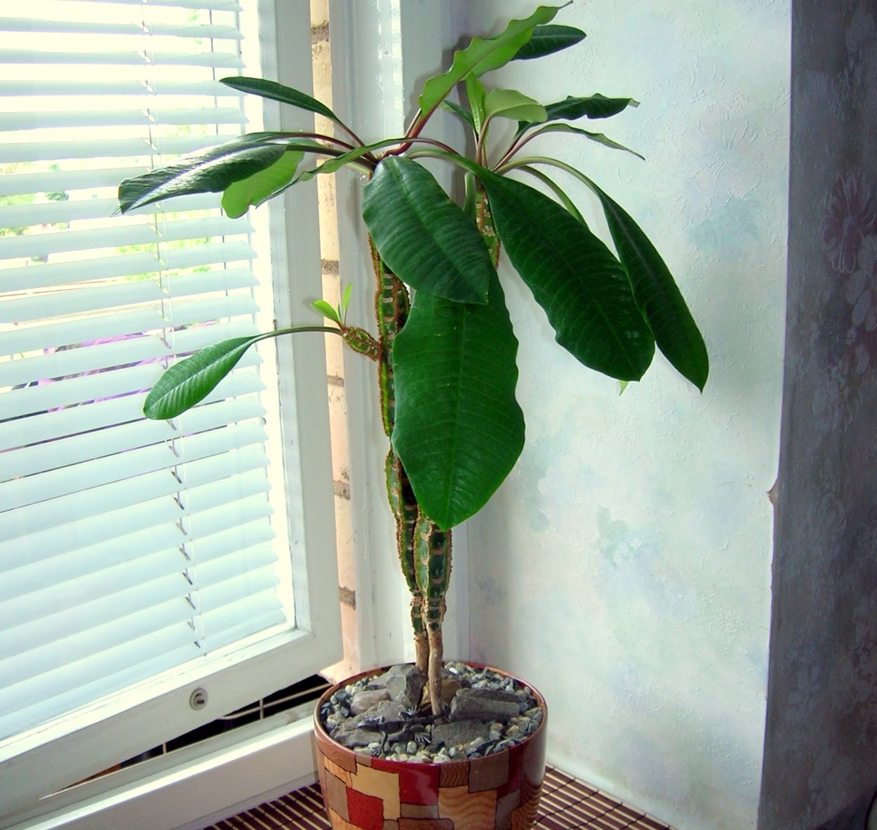 Молочай беложильчатый