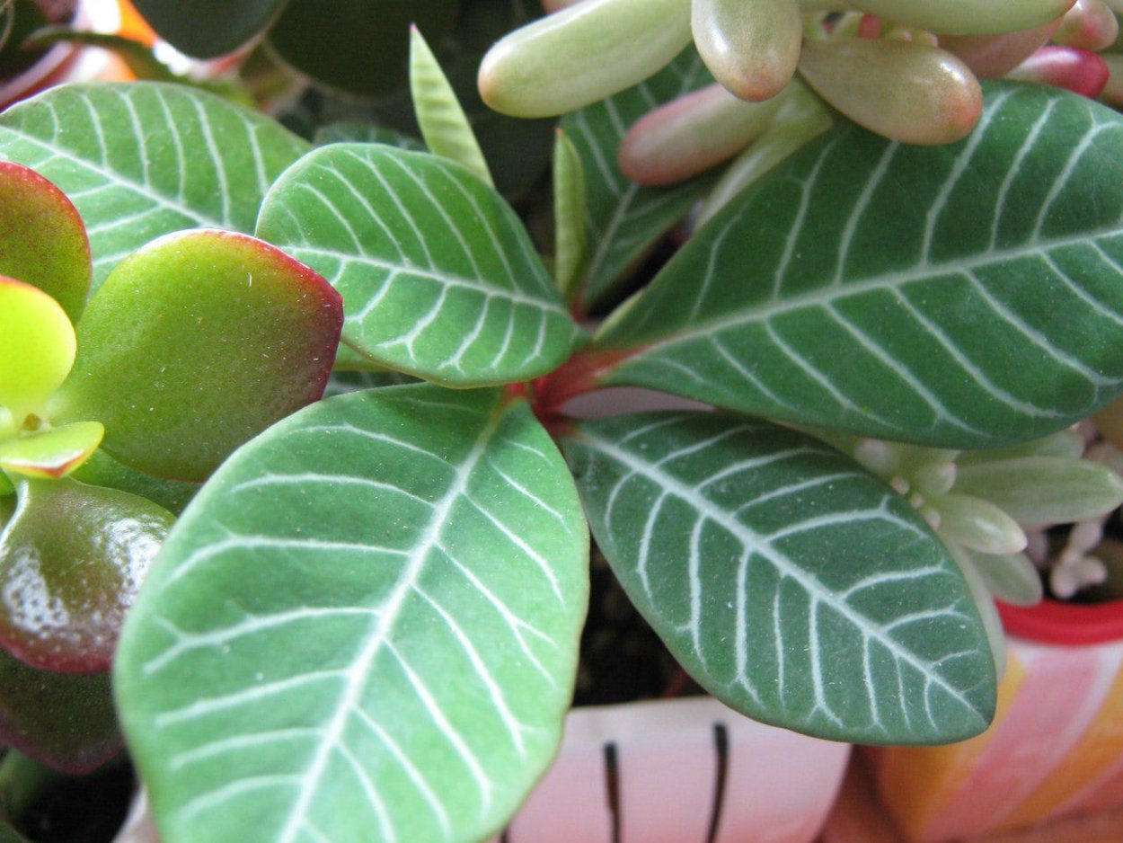 Молочай (Euphorbia)