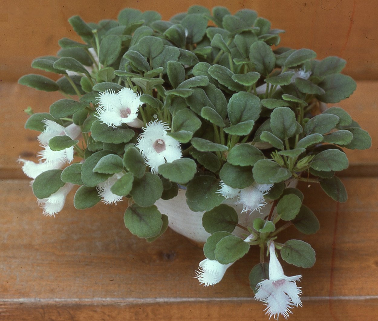 Альсобия dianthiflora