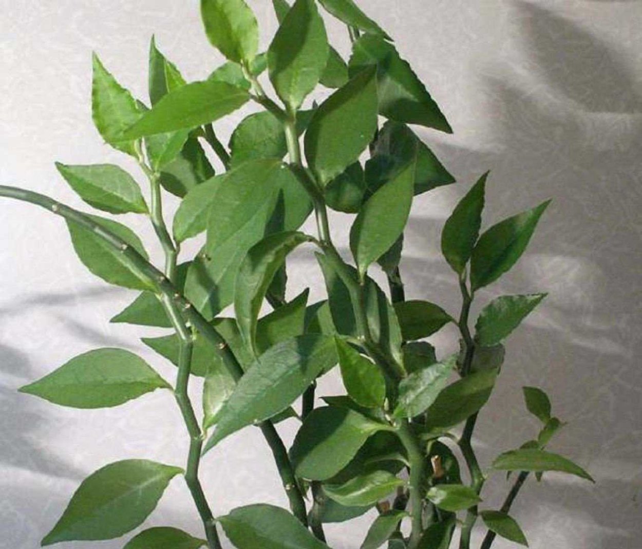 Педилантус финка