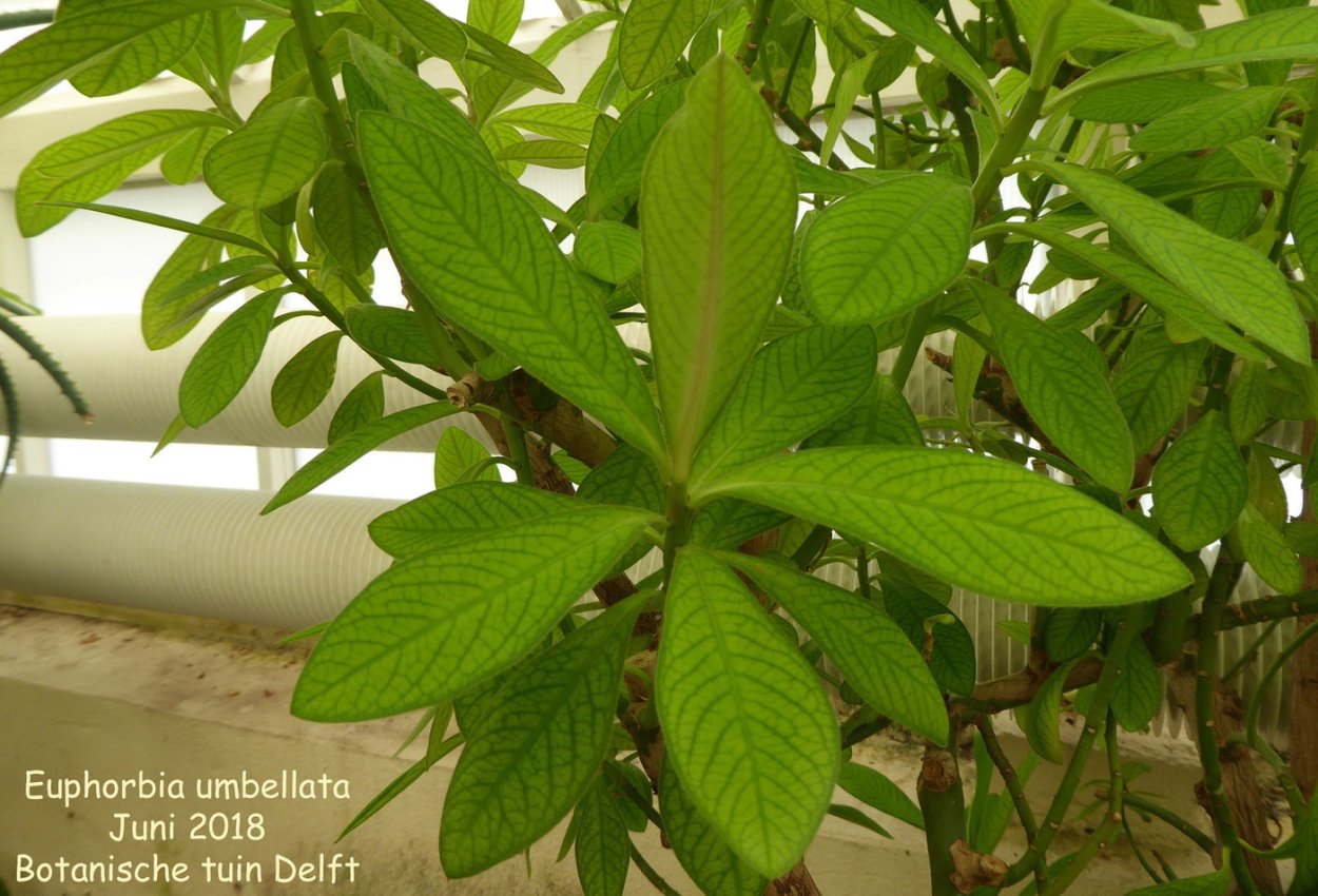 Молочай синадениум