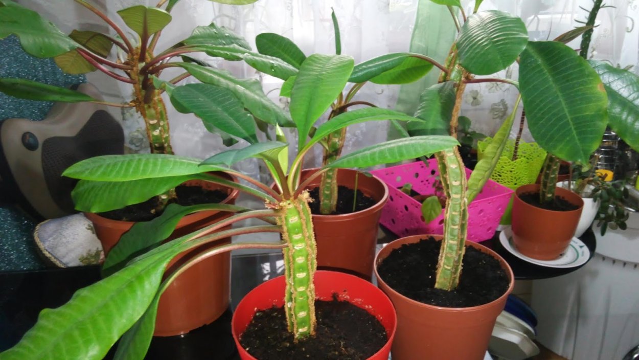 Молочай беложильчатый. Росток