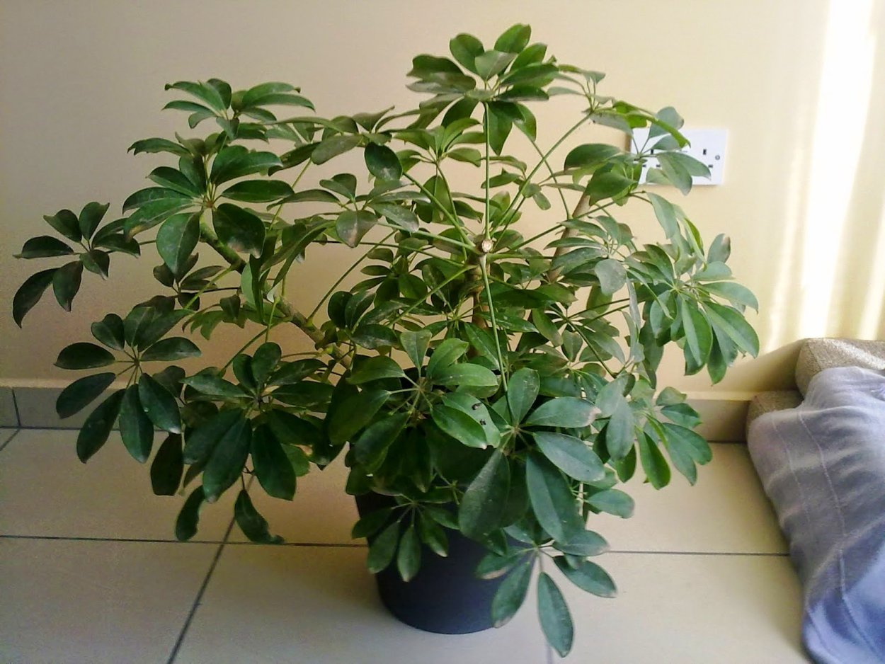 Шеффлера пятилистная