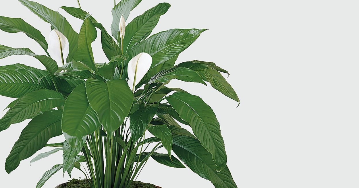Спатифиллум черный